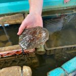 A hand holds out a mollusc. It is still wet. Below is a tank full of milk crates with molluscs in them.