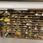 A set of shelves filled to capacity with mollusc shells.